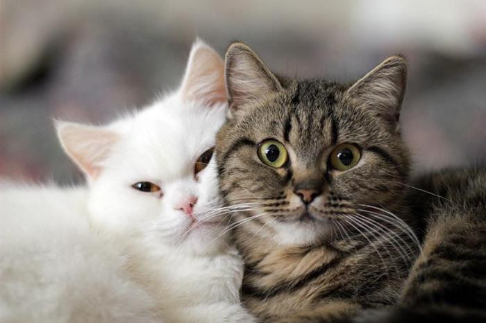 Коты никогда не прощают