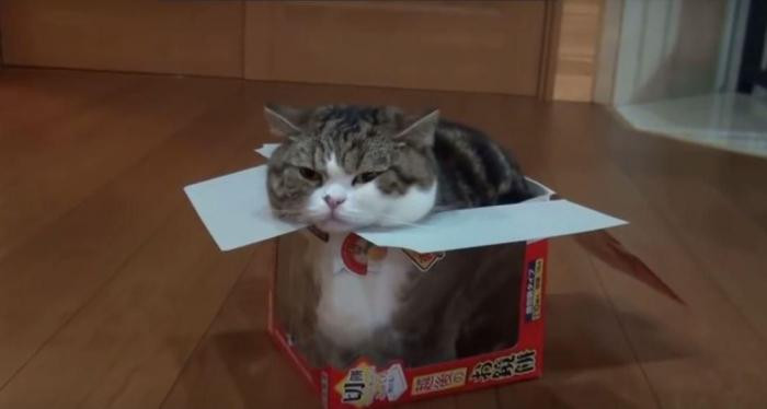 Самые неожиданные «открытия»