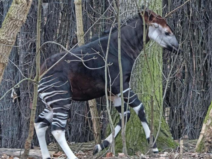 У окапи есть железы на ногах
