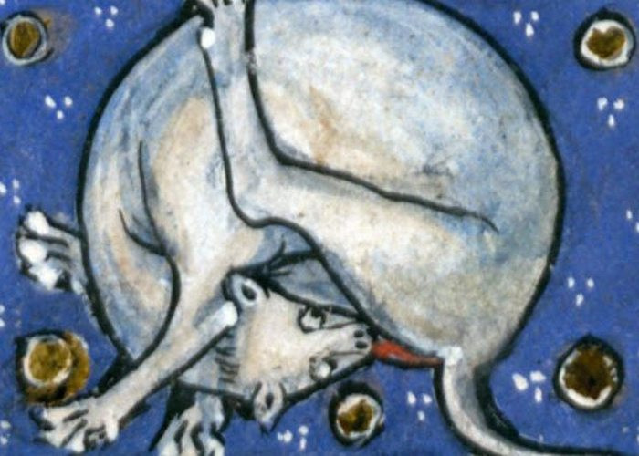 2. Кошки, вылизывающие пятую точку