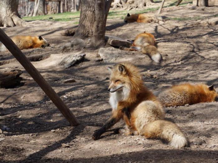 Заповедник Zao Fox Village, Япония