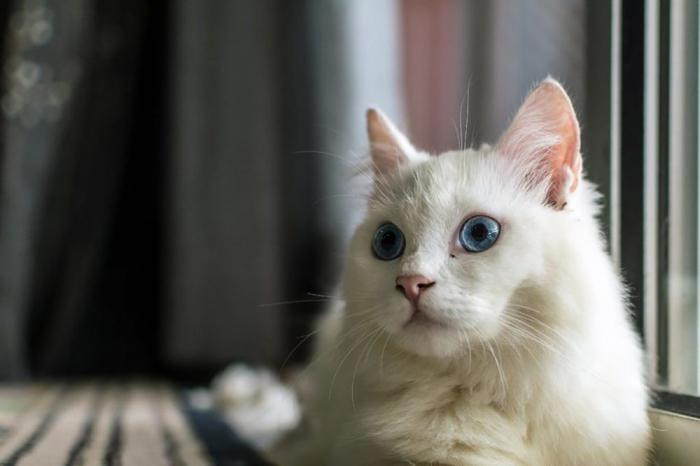 Кот Снежок