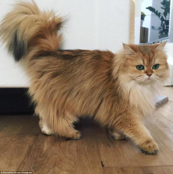 4. Кошка Смузи