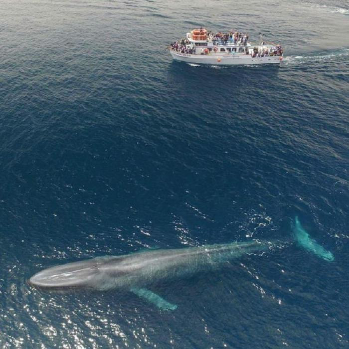 6. Самое большое морское животное – синий кит
