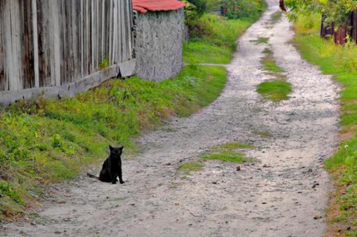Черная кошка, переходящая дорогу