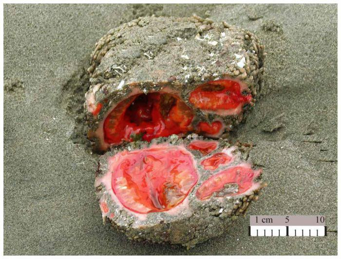 9. Pyura chilensis – «живые камни»