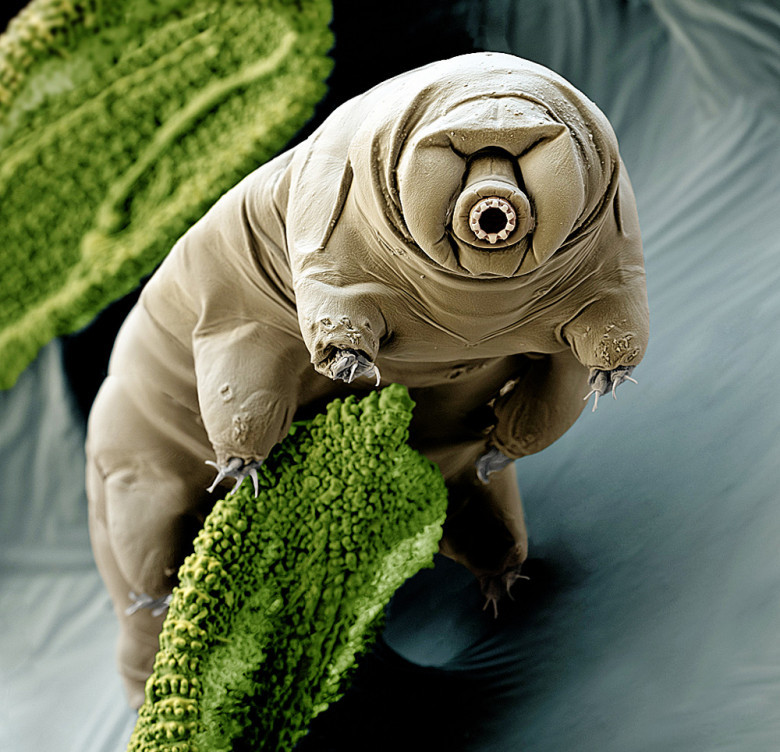 Тихоходки / Tardigrada