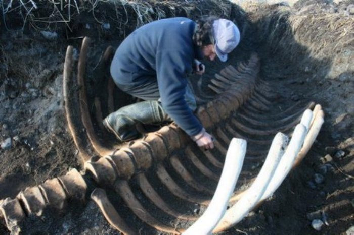 6. Скелет стеллеровой коровы (Россия)