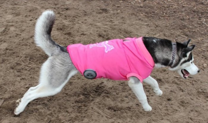 6. Woofer