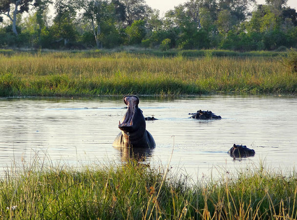 Заповедник Мореми, Ботсвана