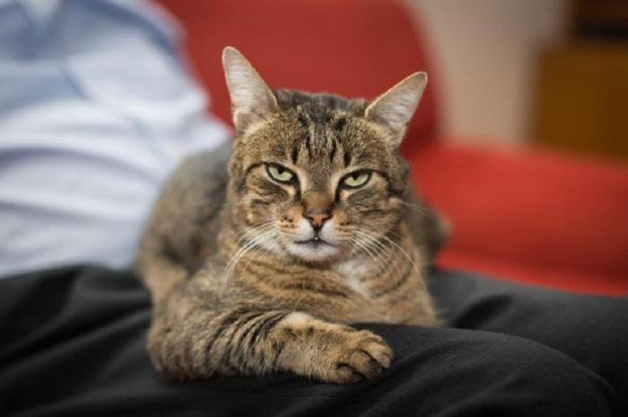 2. Кошка Винни