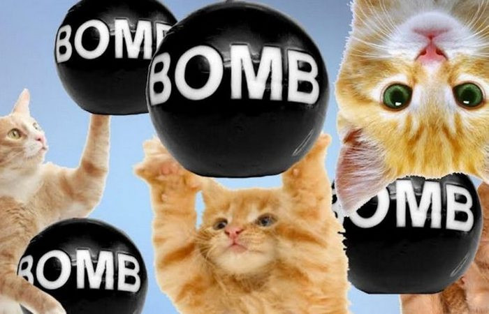 1. Коты-бомбы
