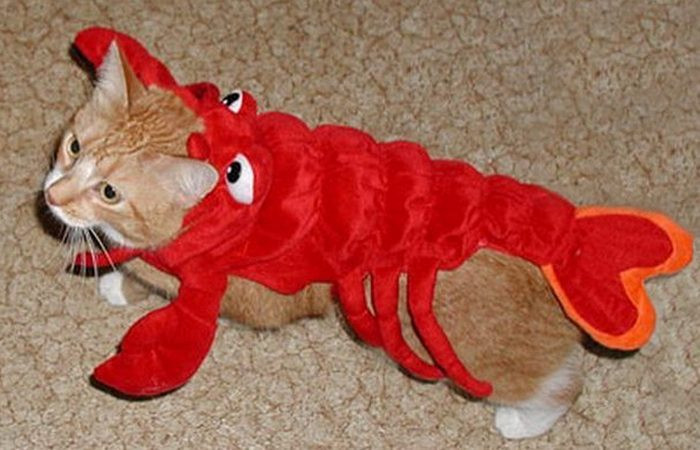 2. Кошки-шпионы