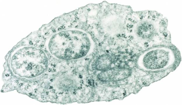 6. Wolbachia