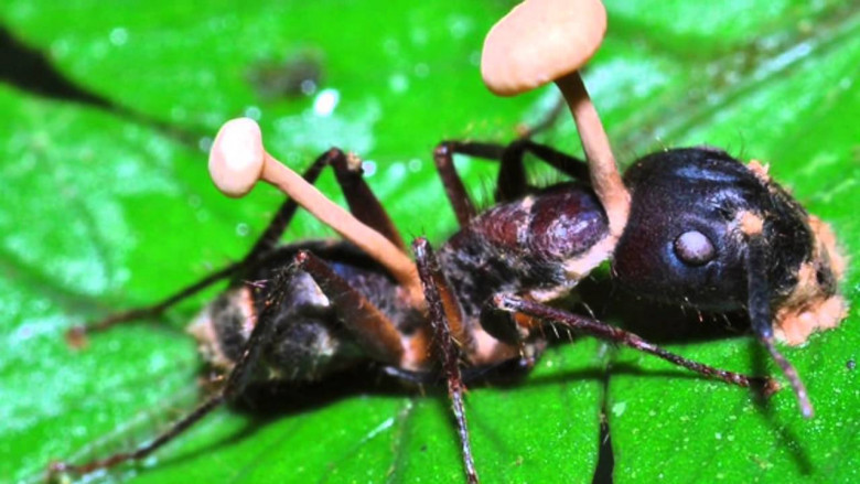 10. Ophiocordyceps unilateralis