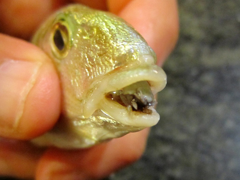 2. Cymothoa exigua