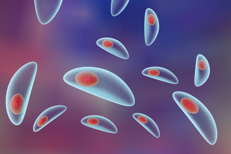 4. Toxoplasma.