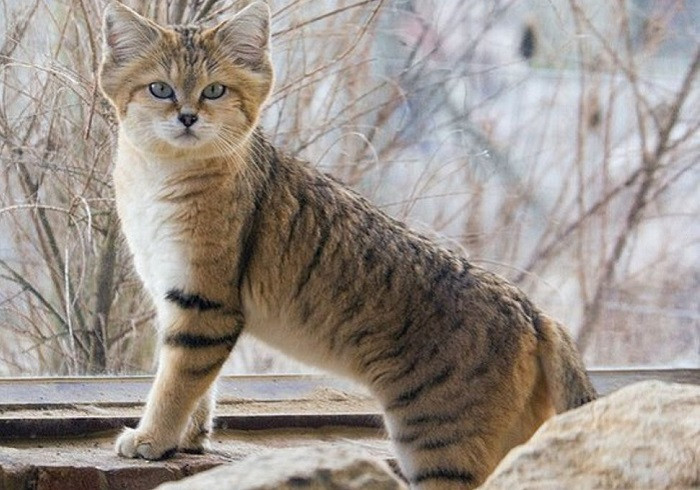 11. Барханная песчаная кошка