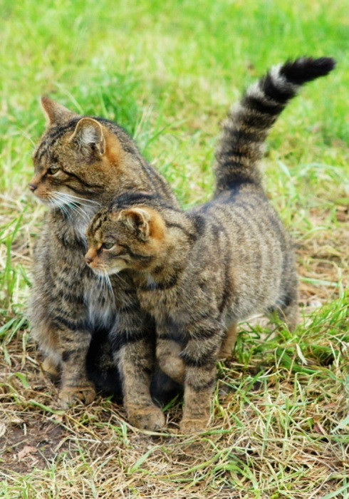 20. Шотландский дикий кот