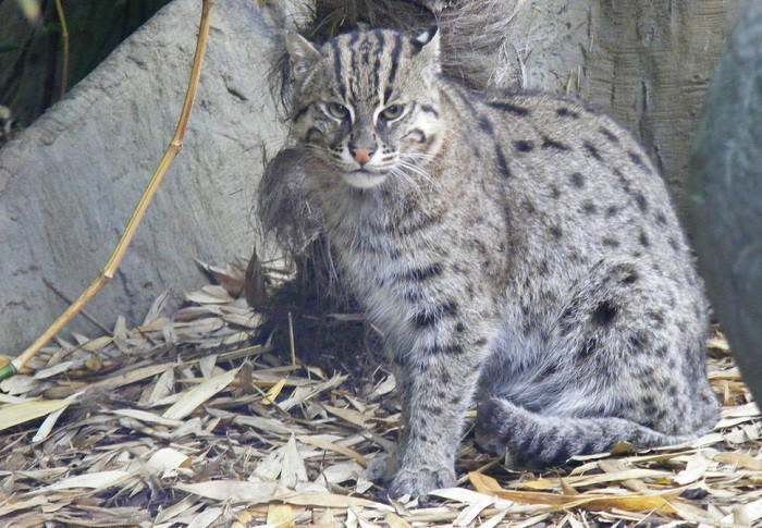 3. Рыбная азиатская кошка