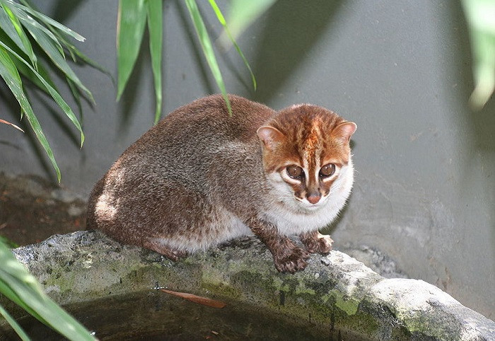 4. Суматранская кошка