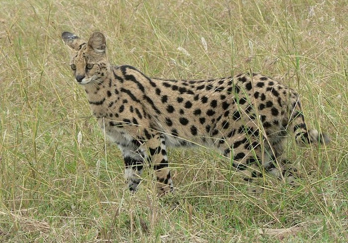7. Африканская кошка сервал