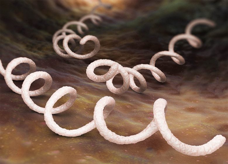 8. Treponema pallidum, или бледная трепонема