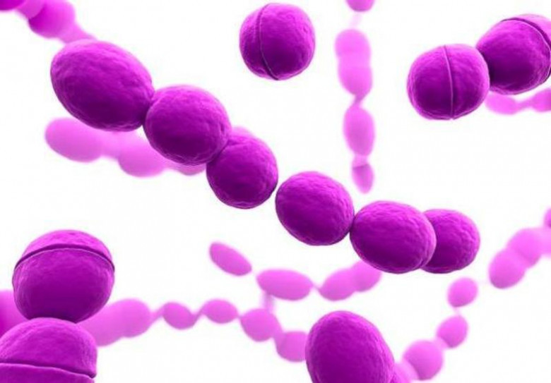 9. Streptococcus.