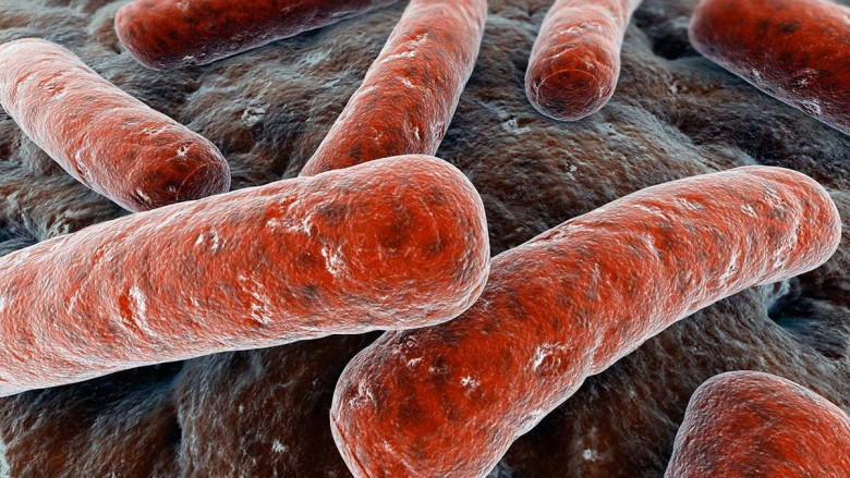 10. Mycobacterium tuberculosis, или палочка Коха