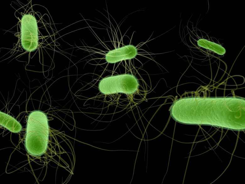 2. Escherichia coli, или кишечная палочка