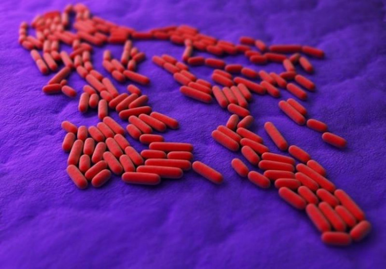 3. Salmonella typhi.