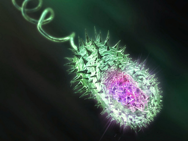 4. Vibrio cholerae