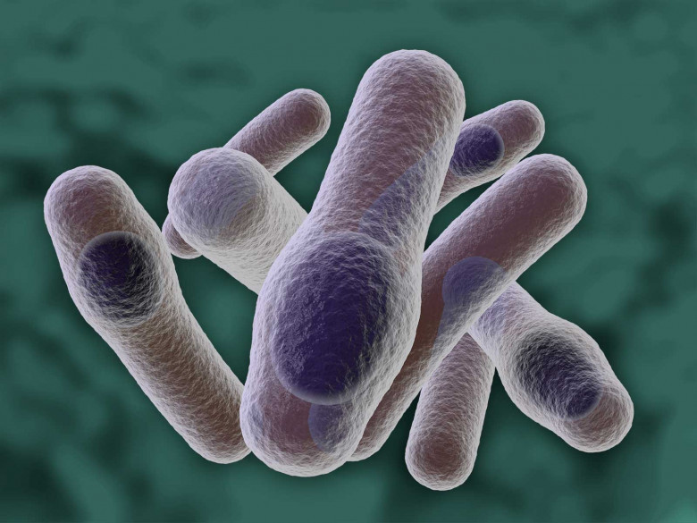 5. Clostridium tetani, или столбнячная палочка.