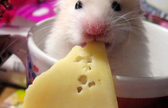 9. «Smell squirrel»