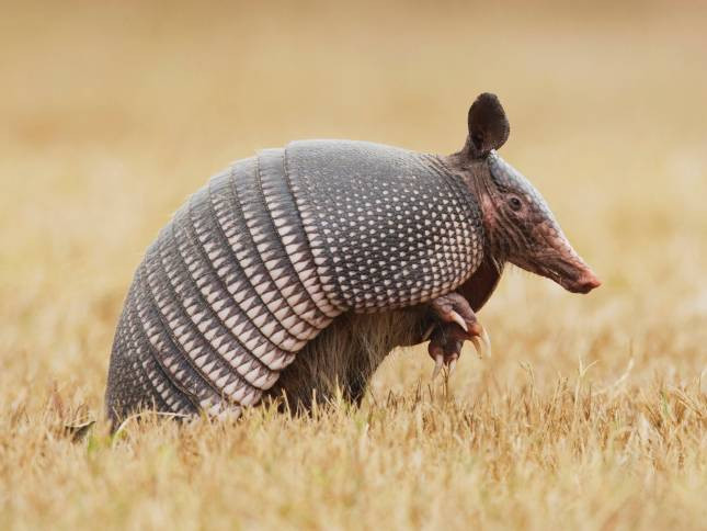 Девятипоясный броненосец (Dasypus novemcinctus)