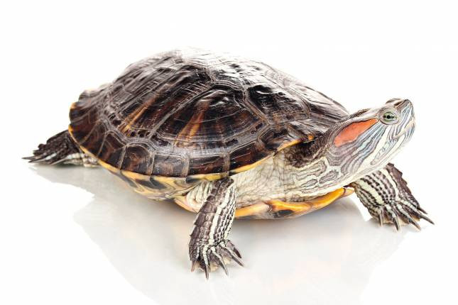 Красноухая черепаха (Trachemys scripta)