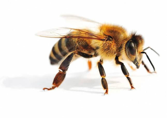 Медоносная пчела (Apis mellifera)