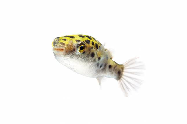 Бурый скалозуб (Takifugu rubripes)