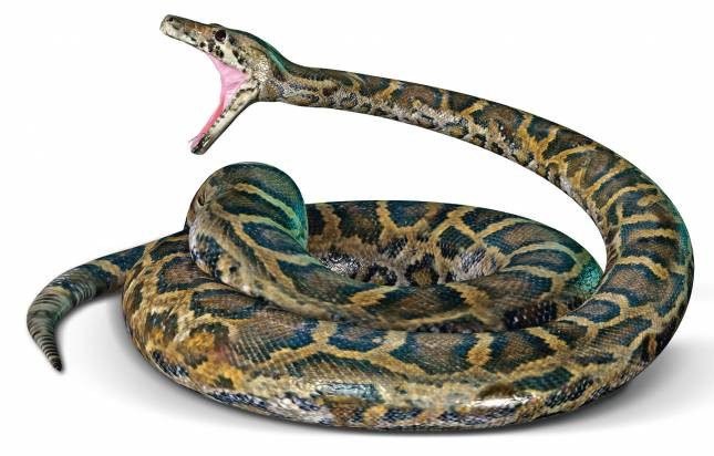 Темный тигровый питон (Python bivittatus)