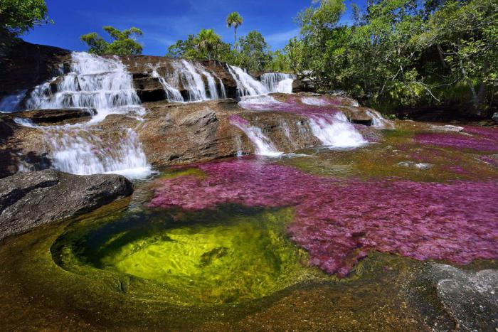 Caño Cristales (Каньо-Кристалес), Колумбия