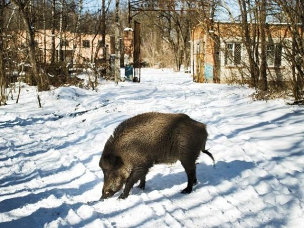 Воздействие на природу