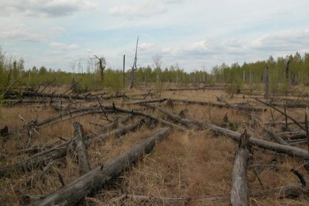 Рыжий лес