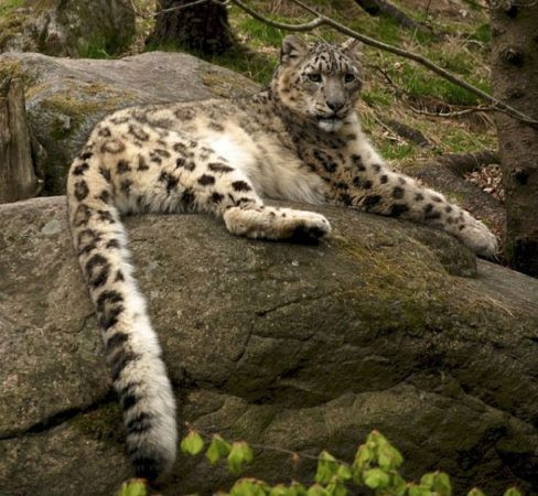 Амурский леопард