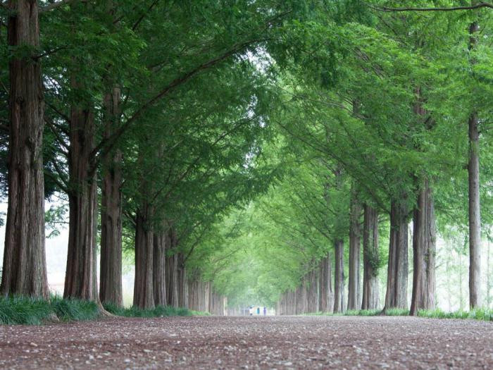 Metasequoia Road (Тамян)