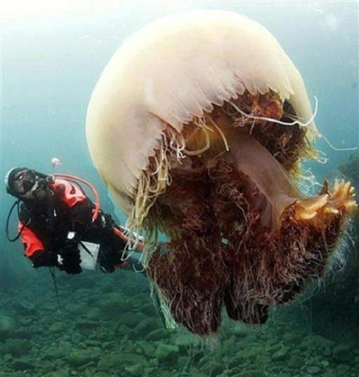 9. Медуза Номура