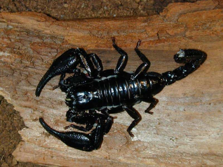 9. Азиатский лесной скорпион