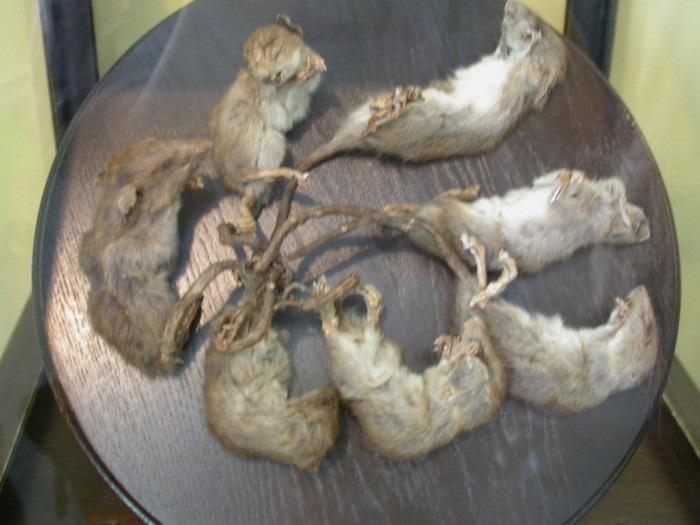 10. Крысиный король