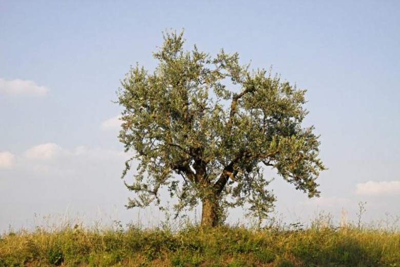 Oliveira do Mouchão
