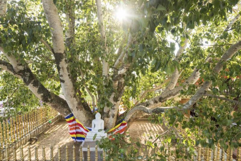 Фикус Jaya Sri Maha Bodhi (Джайя Шри Маха Бодхи)