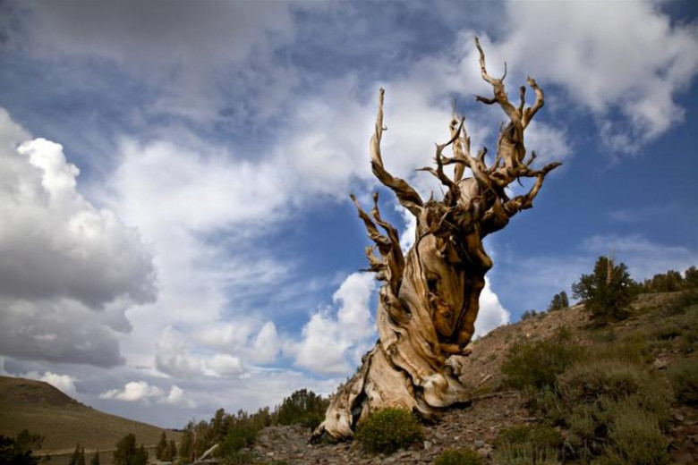 Methuselah (Мафусаил)